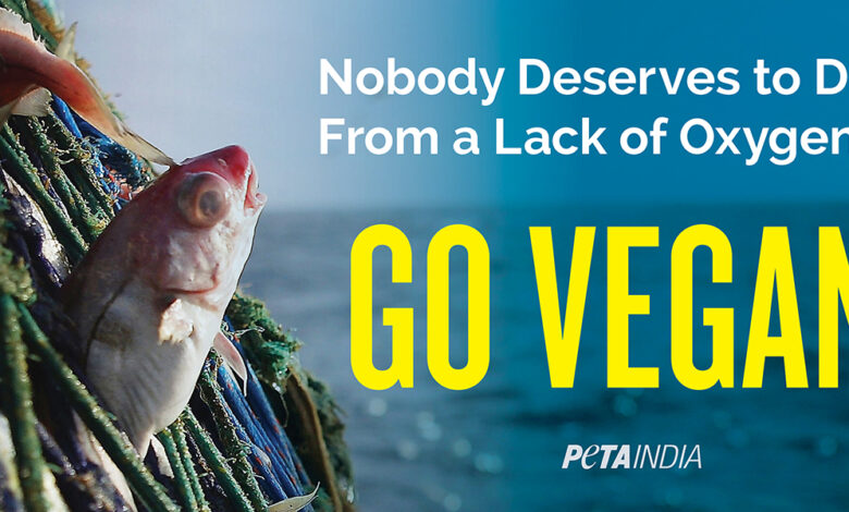 PETA India's World Oceans Day Plea for Netted Fish: 'Nobody Deserves to Die  From a Lack of Oxygen' | Financial Samachar